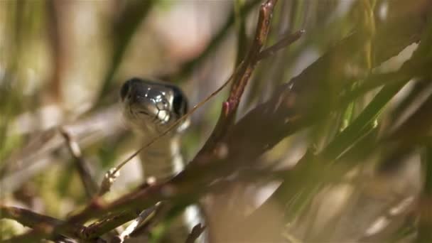 Grass Snake Sleeps Spider Sitting Her Back — Stock Video