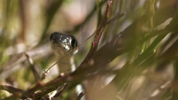 Serpiente Hierba Duerme Araña Sentada Espalda — Vídeos de Stock