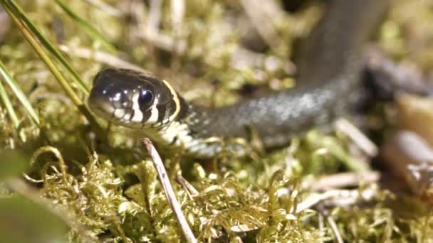 Grass Snake Sleeps Spider Sitting Her Back — Stock Video