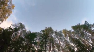 Bulutlu mavi gökyüzünde güzel uzun çam ağaçları ile zaman atlaması