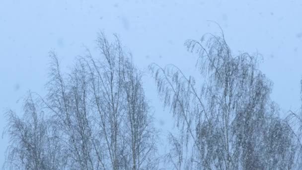 Tempête Neige Avec Fortes Chutes Neige Fin Mars Ralenti — Video