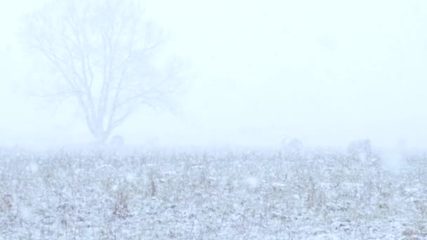 Sneeuwstorm Met Zware Sneeuwval Eind Maart Slow Motion — Stockvideo