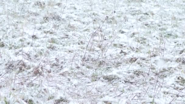 Снежная Буря Сильным Снегопадом Конце Марта Замедленная Съемка — стоковое видео
