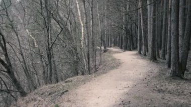 Nehir kıyısındaki orman yolu.
