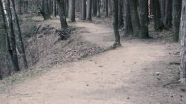 Nehir kıyısındaki orman yolu.