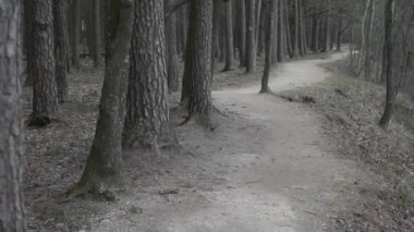 Nehir kıyısındaki orman yolu.