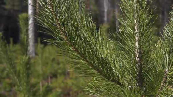 Soportes Pino Joven Primavera — Vídeo de stock