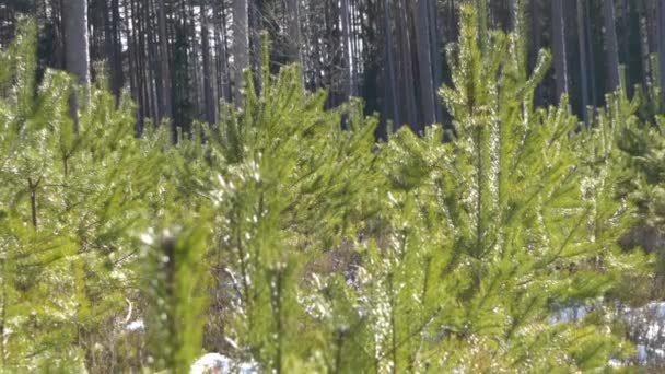 Junge Kiefern Stehen Frühling — Stockvideo