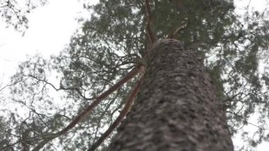 Çam çamı rüzgarda çok güzel hareket eder.