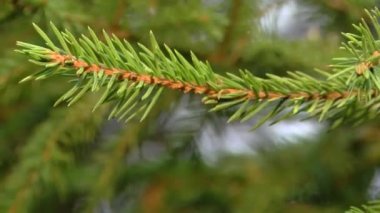 Ladin dalı rüzgarda hareket eder.
