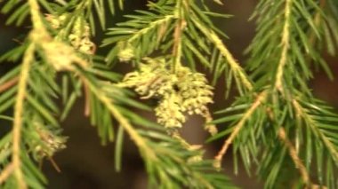 Ladin dalı rüzgarda hareket eder.