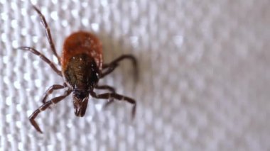 Beyaz yüzey boyunca sürünen ensefalit akarları. Kan emici böcekler beyazda izole edilmiş.