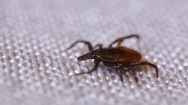 Beyaz yüzey boyunca sürünen ensefalit akarları. Kan emici böcekler beyazda izole edilmiş.