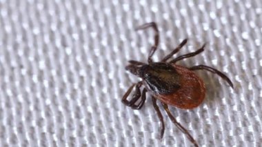 Beyaz yüzey boyunca sürünen ensefalit akarları. Kan emici böcekler beyazda izole edilmiş.