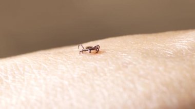 Orman maytları insan derisi üzerinde sürünür.