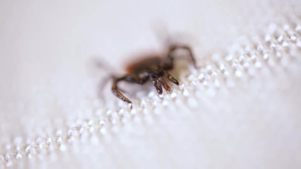 Encéphalite Acariens Rampant Long Surface Blanche Insecte Suceuse Sang Isolé — Video