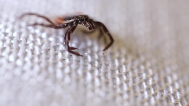 Encefalitis Ácaros Arrastrándose Largo Superficie Blanca Insecto Chupador Sangre Aislado — Vídeos de Stock