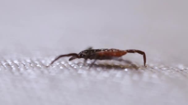 Encefalit Kvalster Kryper Längs Den Vita Ytan Blodsugande Insekt Isolerad — Stockvideo