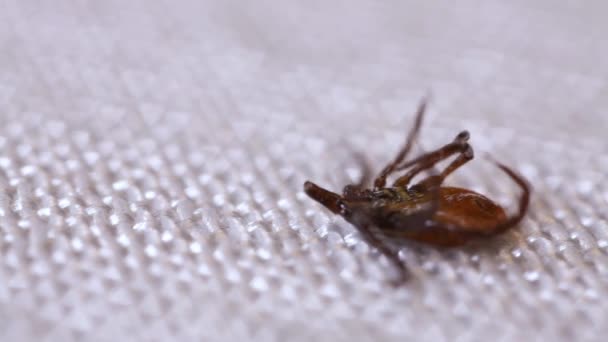 Encefalitis Ácaros Arrastrándose Largo Superficie Blanca Insecto Chupador Sangre Aislado — Vídeo de stock