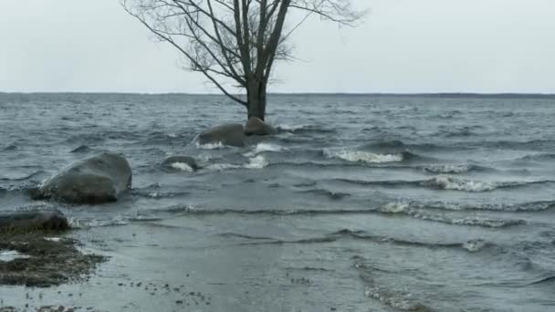 Sjön Blåser Vinden Vågor Till Stranden — Stockvideo