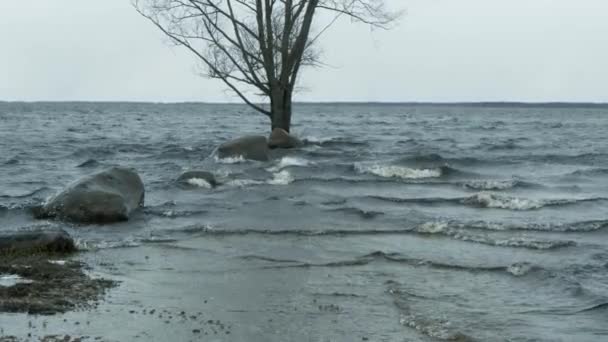 Lago Vento Sopra Ondas Para Costa — Vídeo de Stock