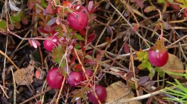 Kırmızı yapraklı çalılıklarda büyük böğürtlenler