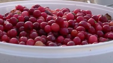 Büyük kızılcıklar bir kovada paketlenir.