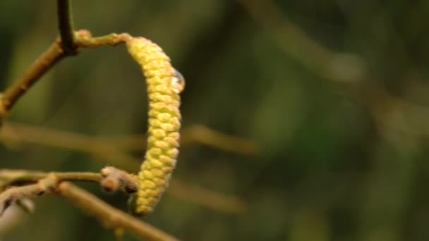 Ořechové Náušnice Pohybují Větru — Stock video