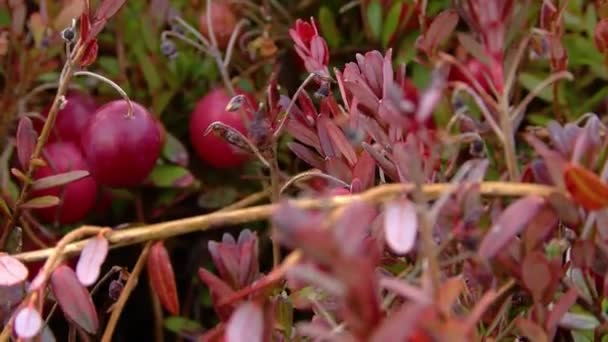 Große Beeren Preiselbeeren Auf Einem Strauch Mit Roten Blättern — Stockvideo