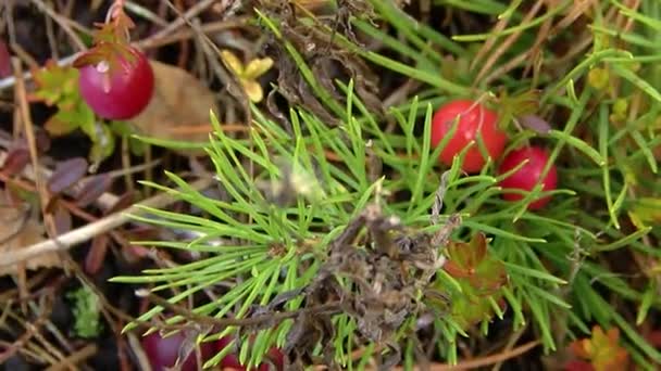 Grote Bessen Cranberries Een Struik Met Rode Bladeren — Stockvideo