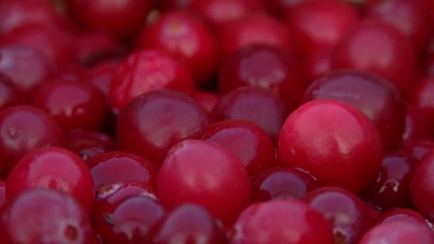 Big Cranberries Wrapped Basket — Stock Video