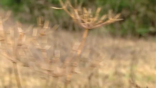 Suchá Tráva Pohybuje Větru — Stock video