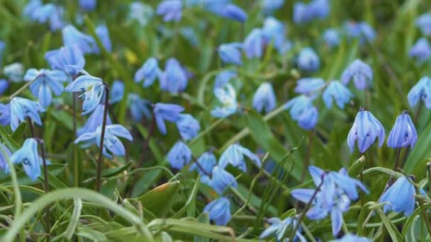 Blauwe Sneeuwdruppels Schudden Hoge Wind — Stockvideo