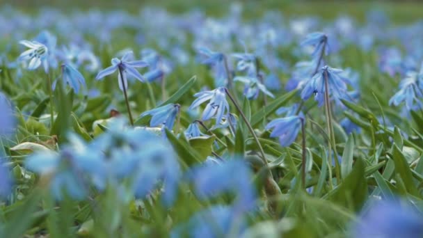 Blauwe Sneeuwdruppels Schudden Hoge Wind — Stockvideo