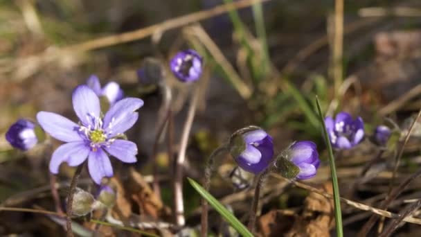 The first spring flowers that grow in the forest, the wind moves the flowers. Hepatica nobilis