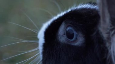 Cüce tavşan gün batımında çimenlerde bulanık bir şekilde oturur.
