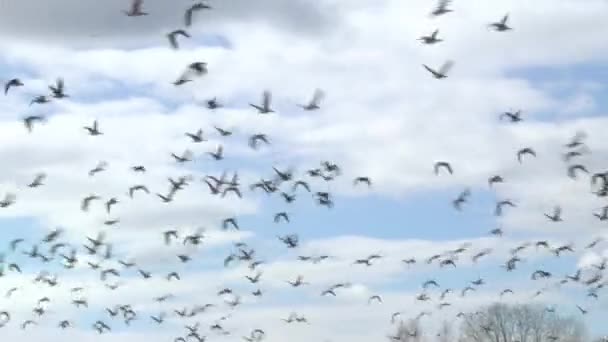 Los Gansos Salvajes Vuelan Sobre Bosque — Vídeo de stock