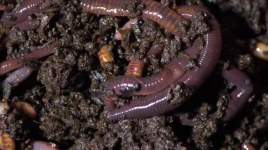 Solucan Kaliforniya kırmızısı, humus üreticileri, büyük bir yakın çekim.