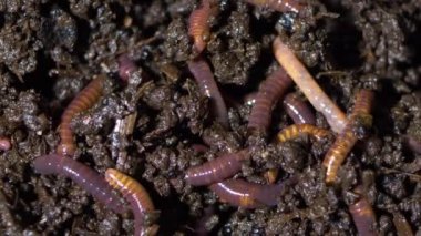 Solucan Kaliforniya kırmızısı, humus üreticileri, büyük bir yakın çekim.