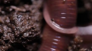 Solucan Kaliforniya kırmızısı, humus üreticileri, büyük bir yakın çekim.