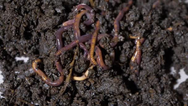 Regenwurm Kalifornien Rot Sie Sind Humusmacher Eine Große Nahaufnahme — Stockvideo