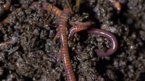 Earthworm California Rosso Sono Humus Maker Grande Primo Piano — Video Stock