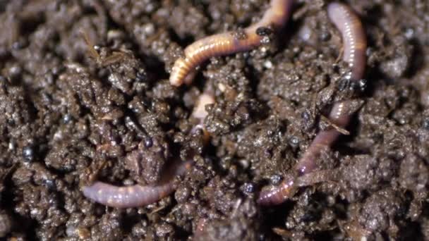 Earthworm California Röd Humus Beslutsfattare Stor Närbild — Stockvideo