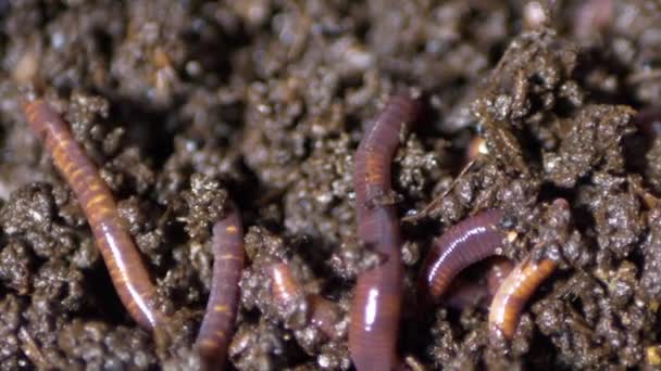 Earthworm California Röd Humus Beslutsfattare Stor Närbild — Stockvideo