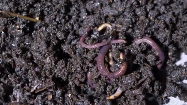 Regenwurm Kalifornien Rot Sie Sind Humusmacher Eine Große Nahaufnahme — Stockvideo