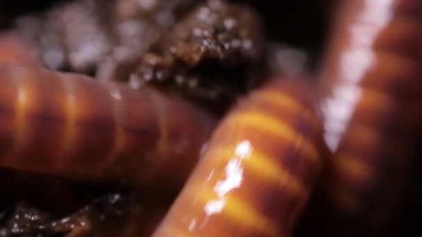 Regenwurm Kalifornien Rot Sie Sind Humusmacher Eine Große Nahaufnahme — Stockvideo