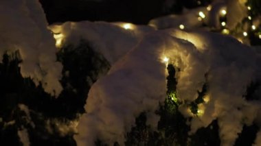 Yılbaşı ışıklarıyla yeşil dallarda kar