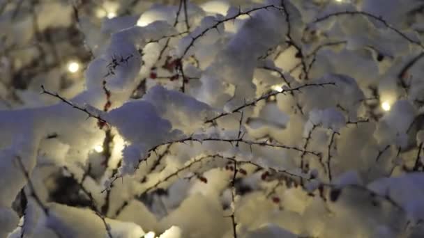 Los Arbustos Nevados Están Decorados Con Luces Navidad — Vídeos de Stock