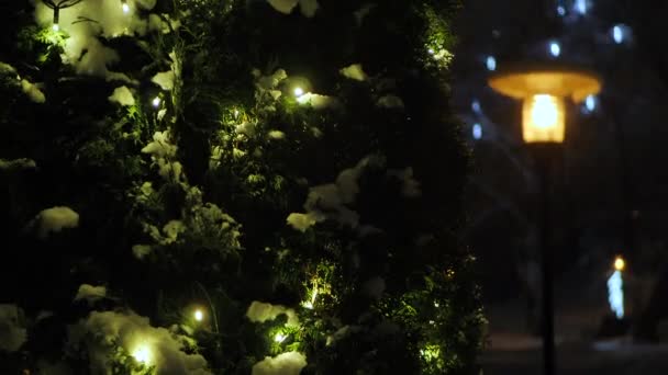 Los Árboles Están Decorados Con Luces Navidad — Vídeo de stock