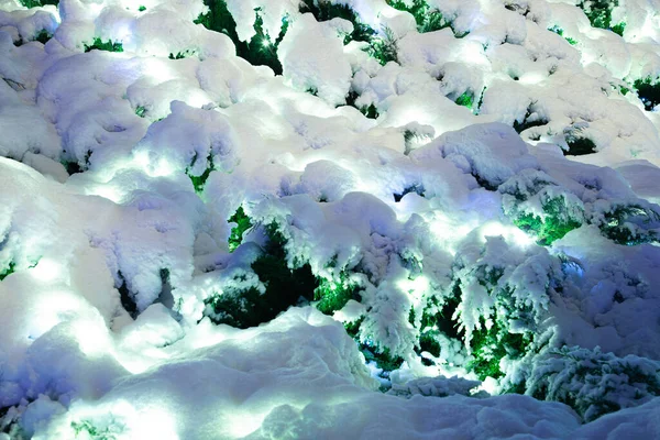 Nachtbeeld Met Besneeuwde Groene Struiken — Stockfoto